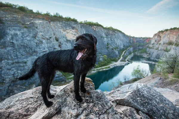 Schöner gemütlicher schwarzer Hund auf Bergfelsen. — Stockfoto