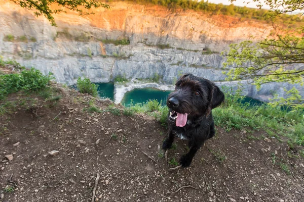 Schöner gemütlicher schwarzer Hund auf Bergfelsen. — Stockfoto