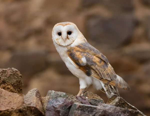 A Barn owl in old castle ruins. — Stock Photo, Image