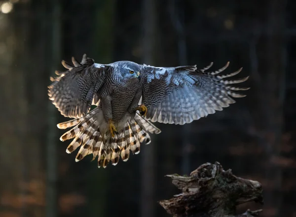 Létající pták Goshawk s rozmazané oranžové podzimní Les — Stock fotografie