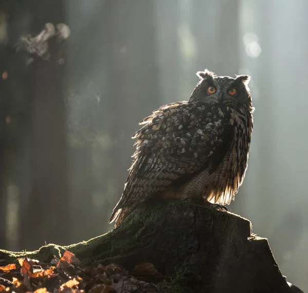 Eagle Kulíšek — Stock fotografie