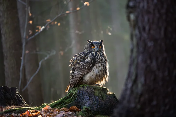 ユーラシアのワシフクロウ — ストック写真