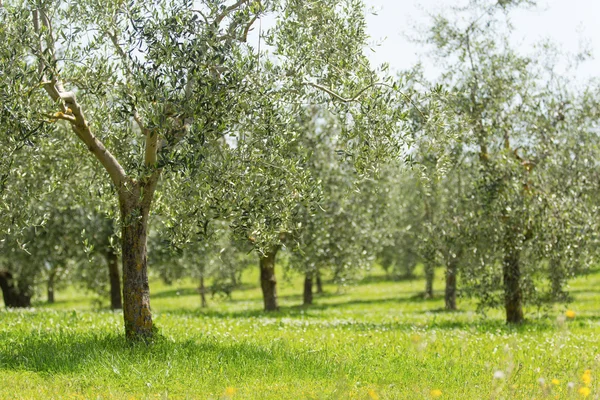 Plantage van olijfbomen, Italië. — Stockfoto