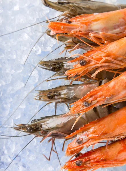 Fresh prawns on crushed ice. — Stock Photo, Image
