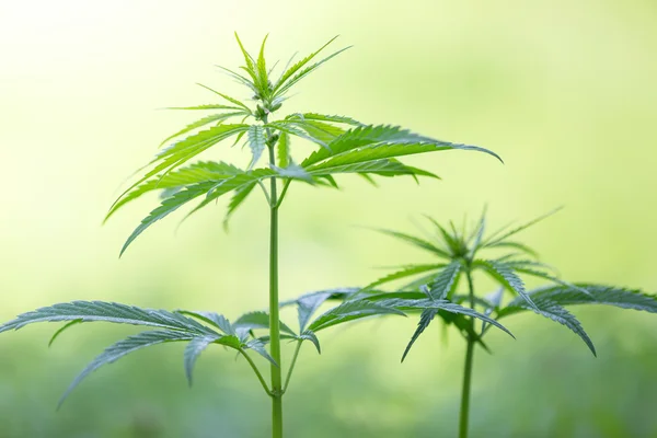 Jovens plantas de cannabis, maconha . — Fotografia de Stock