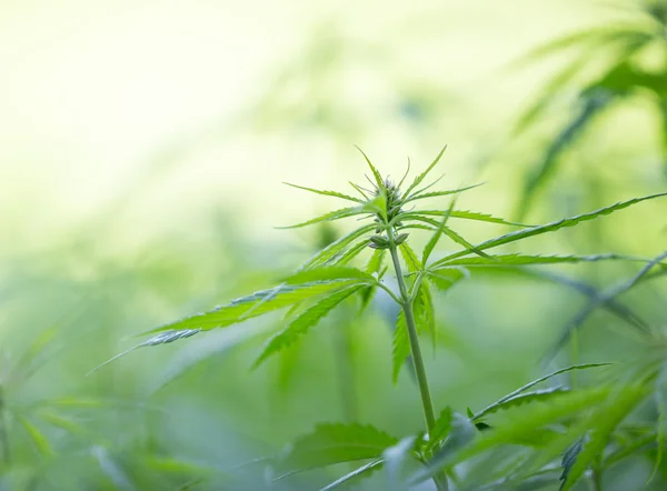 Roślin młodych konopi, marihuany. — Zdjęcie stockowe