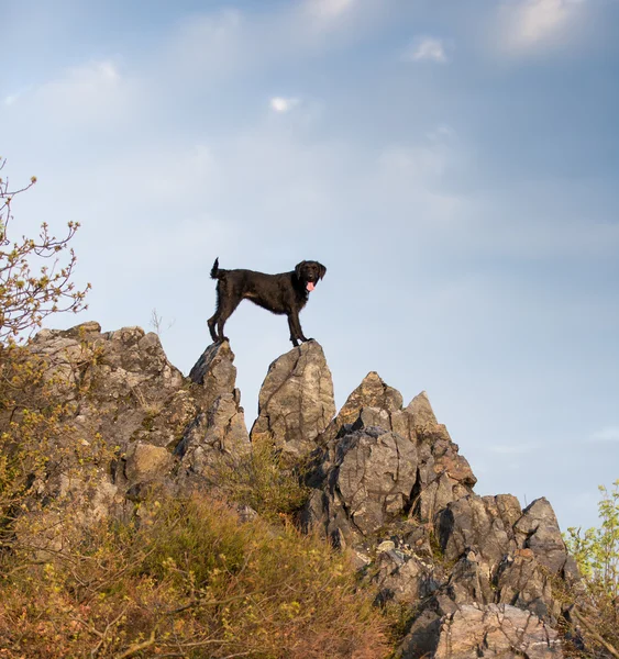 Schöner schwarzer Hund posiert auf Felsen. — Stockfoto