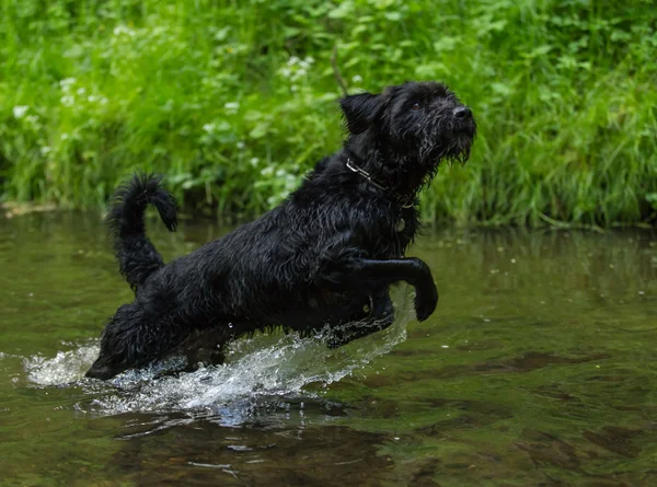 Zwarte hond is springen in het water. — Stockfoto