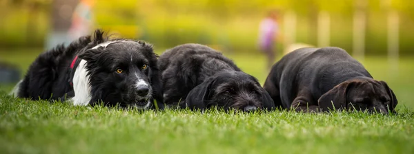 Siyah köpekler birlikte poz. — Stok fotoğraf