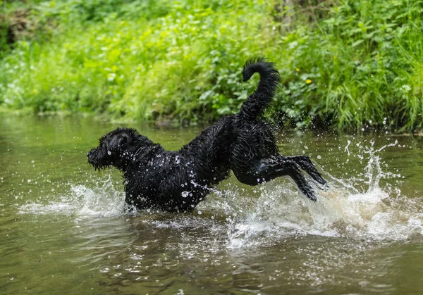 Perro negro está saltando en el agua . —  Fotos de Stock