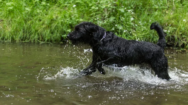Cão preto está pulando na água . — Fotografia de Stock