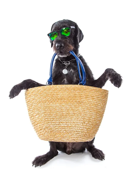 Funny summer black dog with summer accessories. — Stock Photo, Image