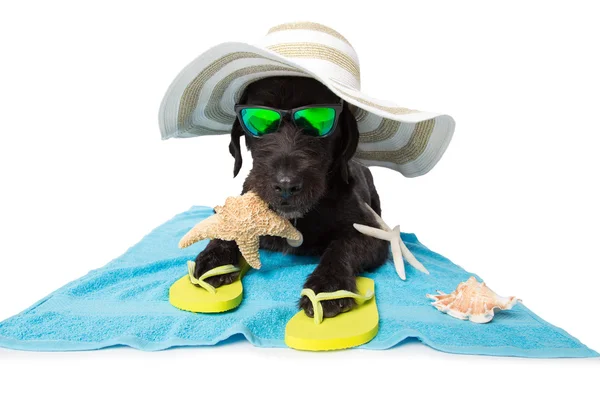 Funny summer black dog with summer accessories. — Stock Photo, Image