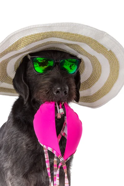 Funny summer black dog with summer accessories. — Stock Photo, Image