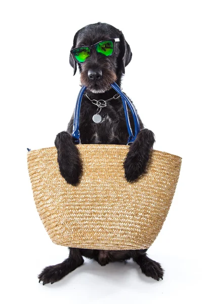 Funny summer black dog with summer accessories. — Stock Photo, Image