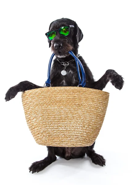 Забавная летняя чёрная собака с летними аксессуарами . — стоковое фото