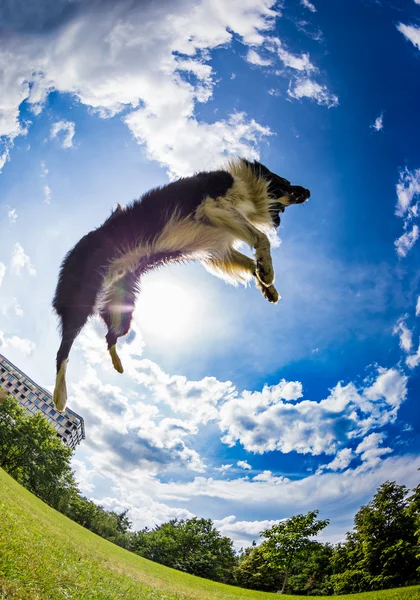 边境牧羊犬跳球 — 图库照片