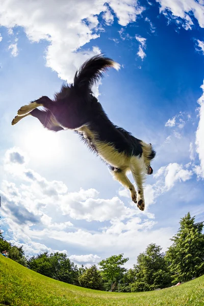 Бордер-Коллі, стрибнувши на м'яч — стокове фото