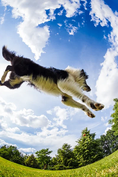 边境牧羊犬跳球 — 图库照片