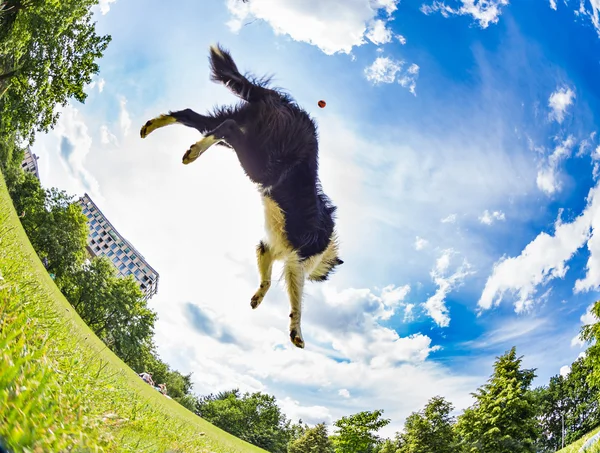 Border Collie springt um den Ball — Stockfoto