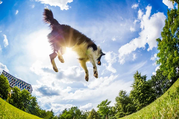 Border Collie jumping for the ball — Stock Photo, Image