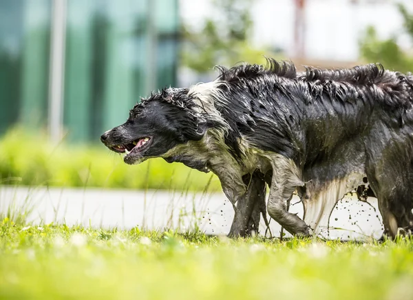 Border Collie shaking himself dry. — Stock Photo, Image