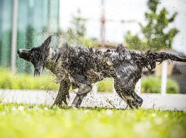 Border Collie shaking himself dry. — Stock Photo, Image