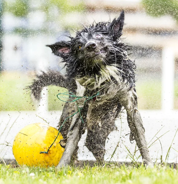 Border Collie schudden van zelf drogen. — Stockfoto