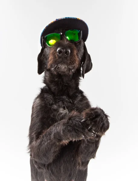 Black dog posed with sunglasses and cap. — Stock Photo, Image