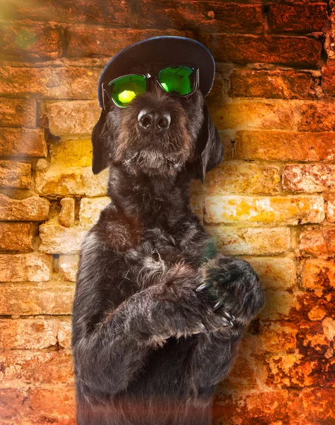 Chien noir posé avec lunettes de soleil et casquette . — Photo