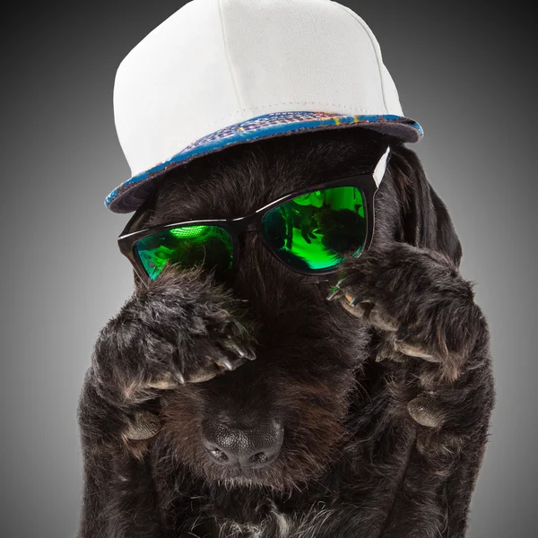 Черная собака в солнцезащитных очках и кепке . — стоковое фото