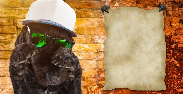 Black dog posed with sunglasses and cap. — Stock Photo, Image