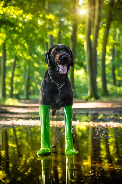 Schwarzer Hündchen in Regenstiefeln. — Stockfoto