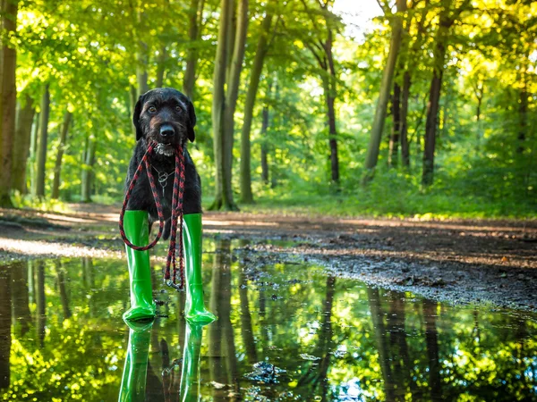 Zwarte mutt dog in regen laarzen. — Stockfoto