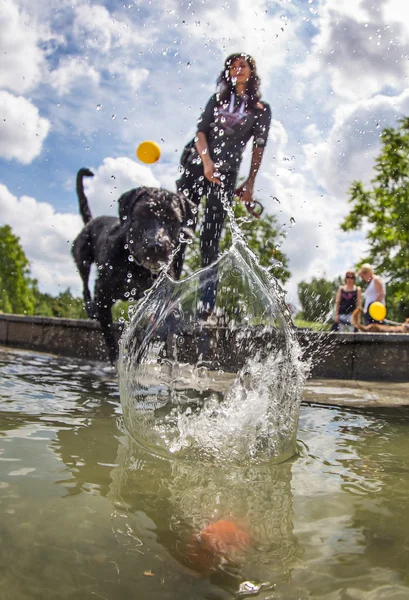 黒犬は水にジャンプします。. — ストック写真