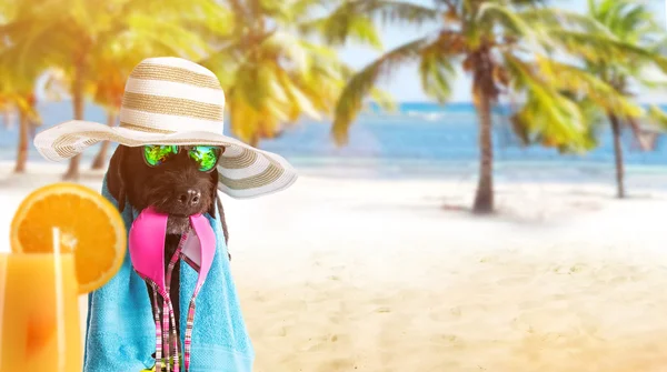 Cão preto de verão engraçado com acessórios de verão . — Fotografia de Stock