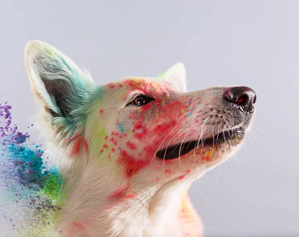 スタジオにスイスのホワイト シェパード犬. — ストック写真
