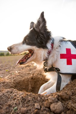 Rescue border collie dog outside. clipart