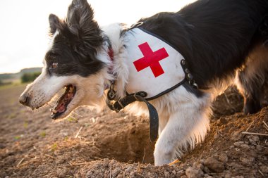 Kurtarma kenar kömür ocağı köpek dış.