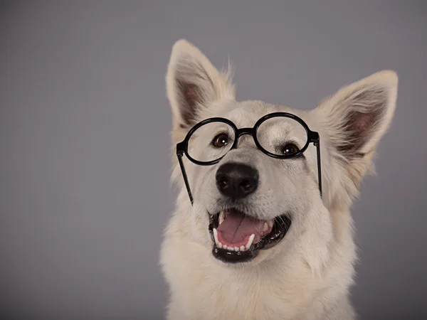 Bir stüdyoda beyaz İsviçre çoban köpeği. — Stok fotoğraf