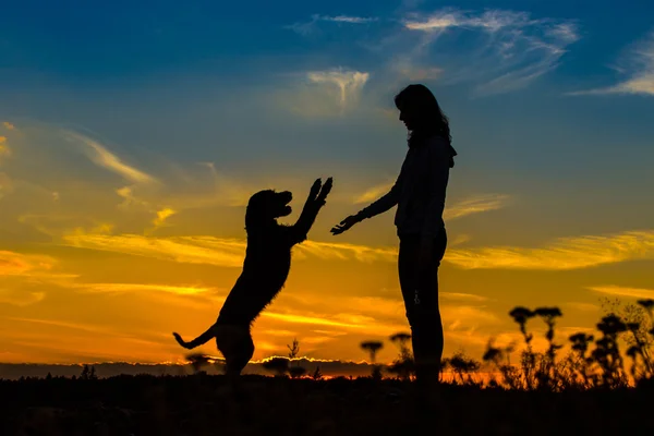若い女性と彼女の雑種犬のシルエット. — ストック写真