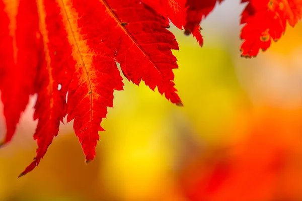 Hermoso fondo de otoño — Foto de Stock