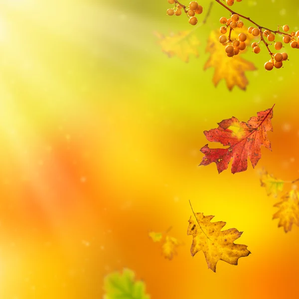Schöner Herbsthintergrund — Stockfoto
