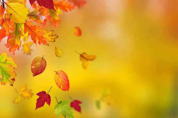 Beautiful autumn background — Stock Photo, Image