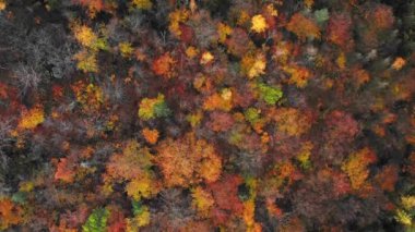 Sabahın erken saatlerinde sisle muhteşem sonbahar ormanı üzerinde uçarken, hava manzarası.