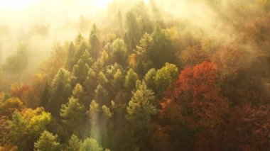 Sabahın erken saatlerinde sisle muhteşem sonbahar ormanı üzerinde uçarken, hava manzarası.