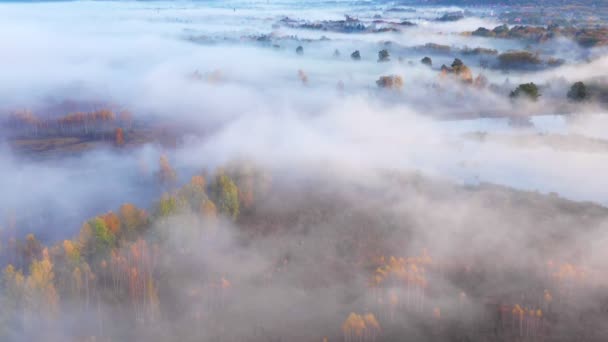 Volando sobre fabuloso bosque de otoño con niebla en la mañana temprano, vista aérea. — Vídeos de Stock
