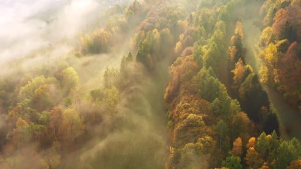 Volando sobre fabuloso bosque de otoño con niebla en la mañana temprano, vista aérea. — Vídeos de Stock