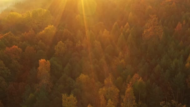 Volando sobre fabuloso bosque de otoño con niebla en la mañana temprano, vista aérea. — Vídeos de Stock