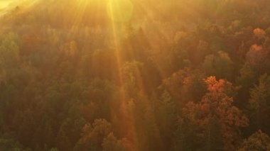 Sabahın erken saatlerinde sisle muhteşem sonbahar ormanı üzerinde uçarken, hava manzarası.